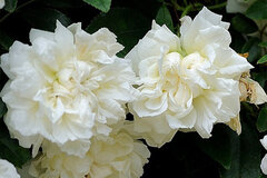 世界十大悲伤全部花语,花语代表悲伤的花有哪些