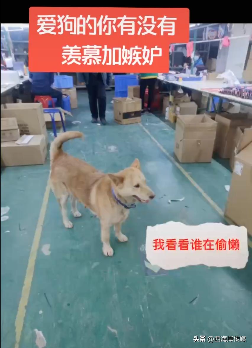 土狗月薪3000,小土狗打工