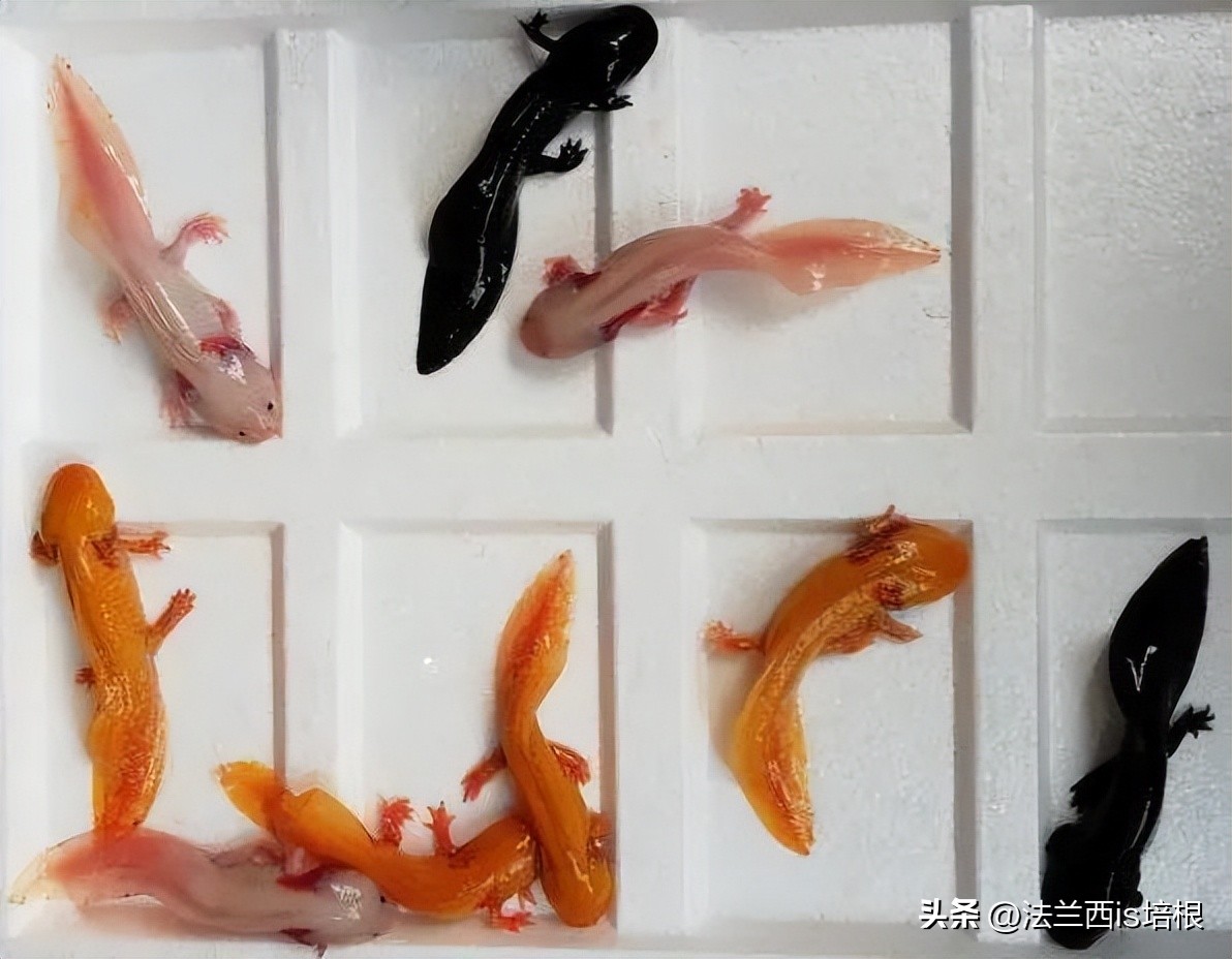 广州海关查获濒危红珊瑚制品348件,广州海关查获六角恐龙