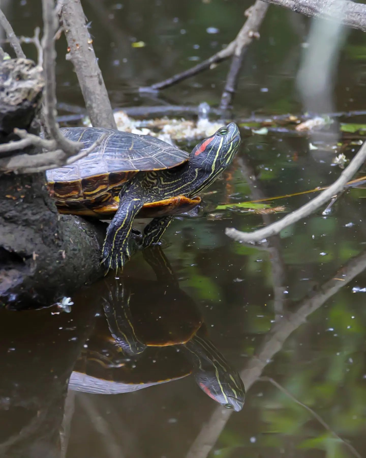 天冷了巴西龟怎么养,小巴西龟冬天怎么养