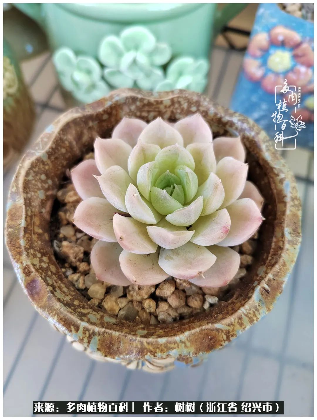 又临寒冬，暖阳下携手肉肉赏姹紫嫣红！