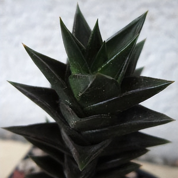 102个大类近500个多肉植物图片，都极其美丽，建议在家中也养一盆