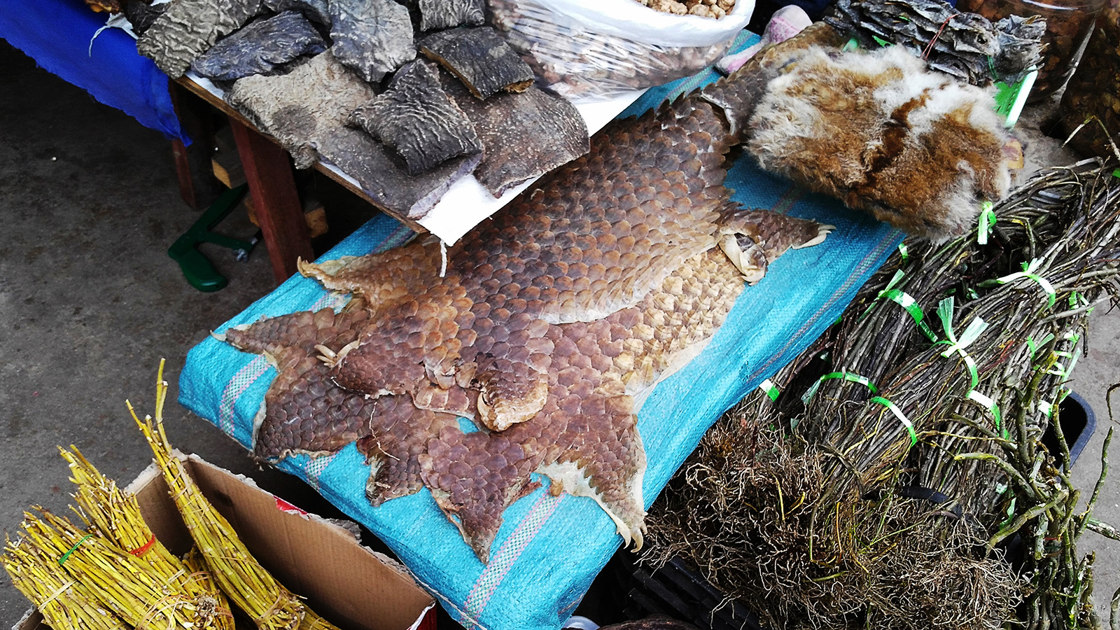 初哥视频,初哥延边烧烤