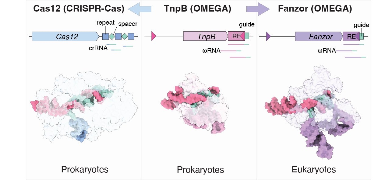 美国基因编辑技术成功案例,最新基因编辑技术新突破