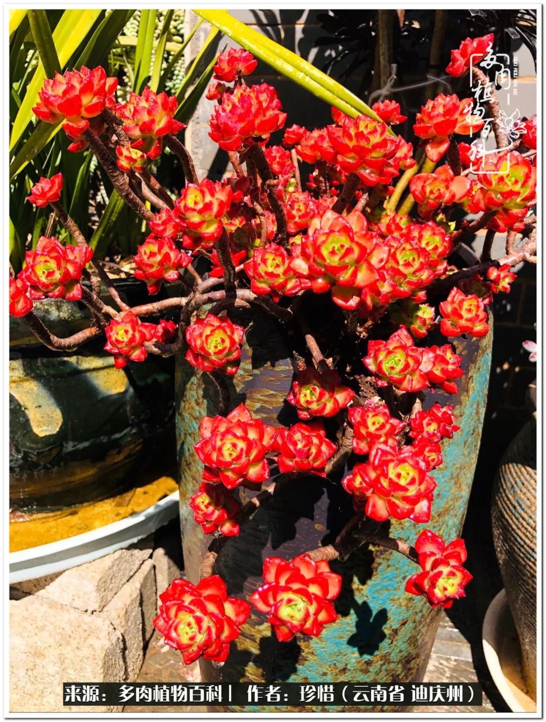 给生命一份淡然还岁月一份从容,给生命留一份洒脱的话