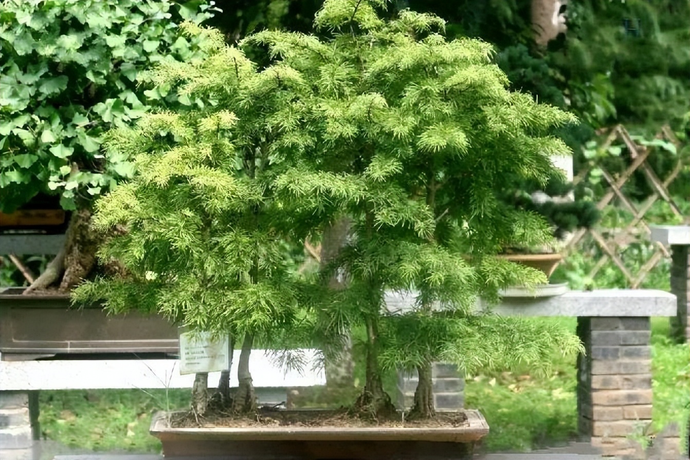 新手松树盆景制作,盆景铝线怎么蟠扎松树盆景