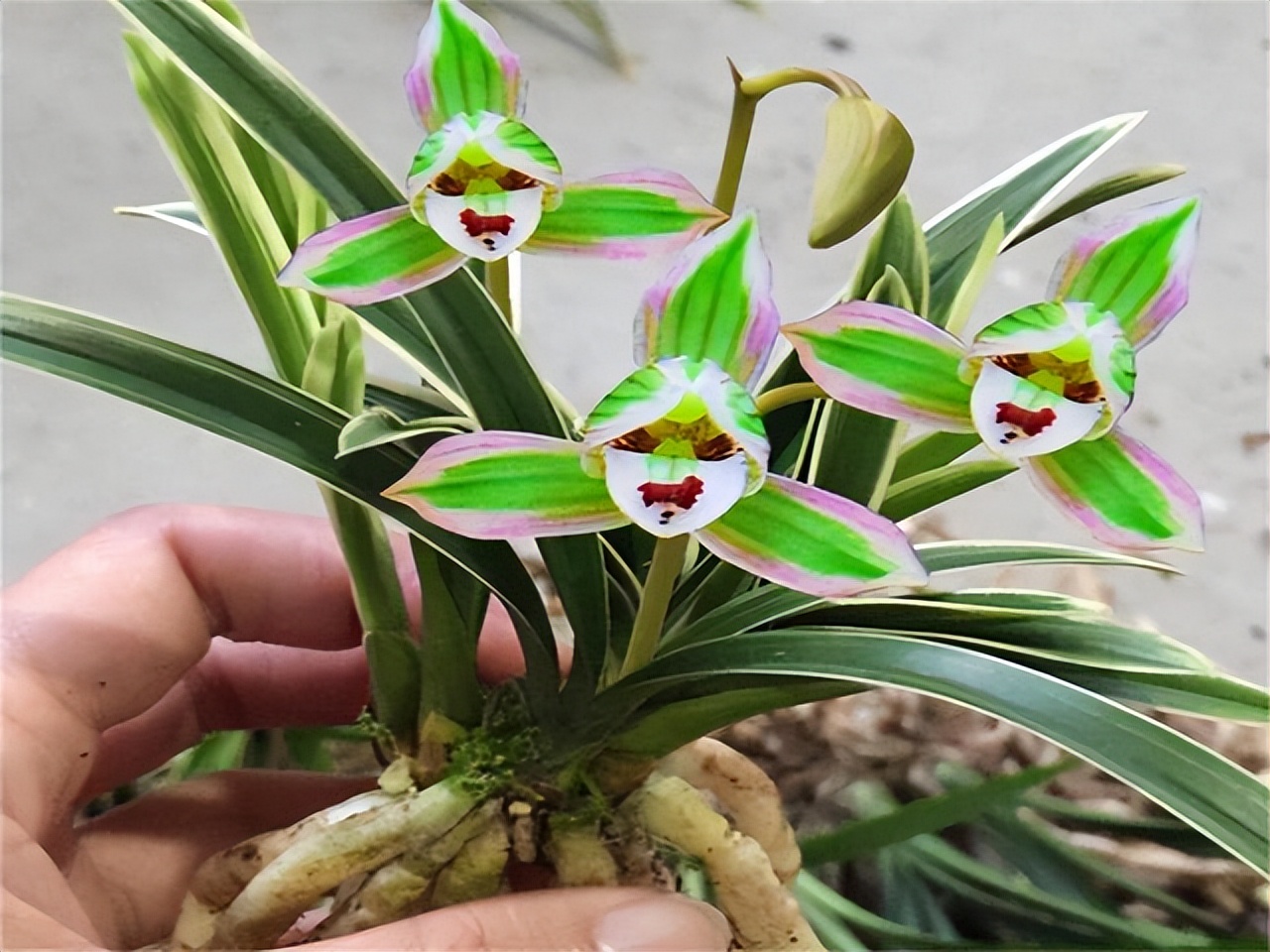 建兰帝王妃最低能耐多少度,金边建兰帝王妃叶子多长