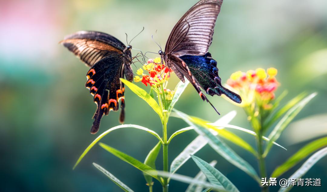 谷雨适合喝什么茶,谷雨喝什么茶叶