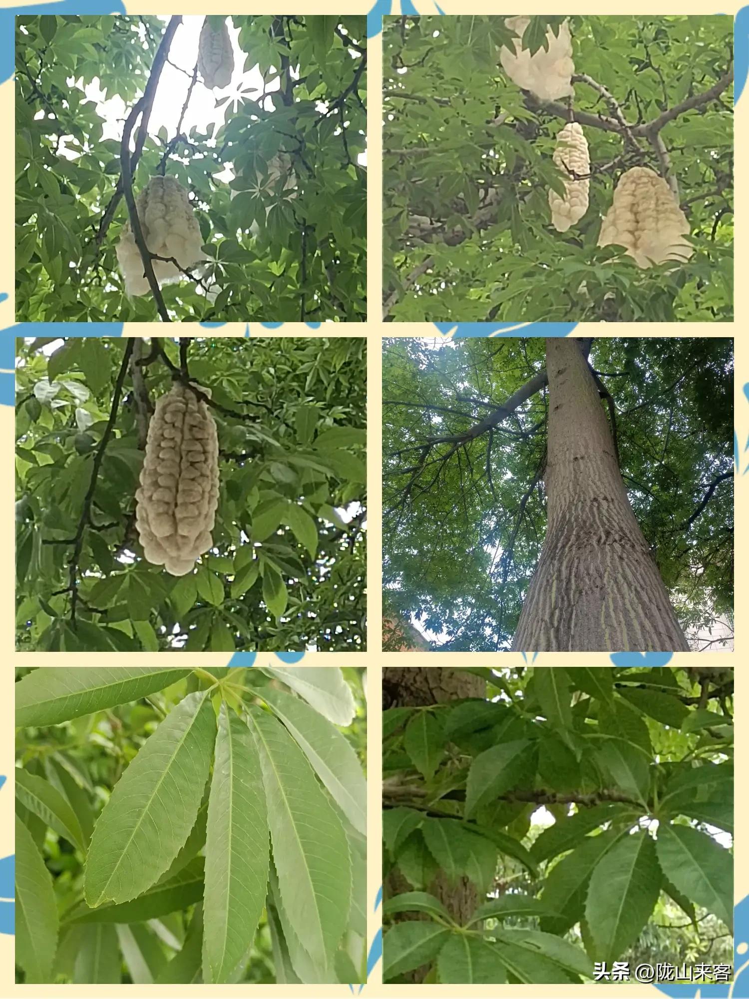看图识花卉查询,看图识别花草树木