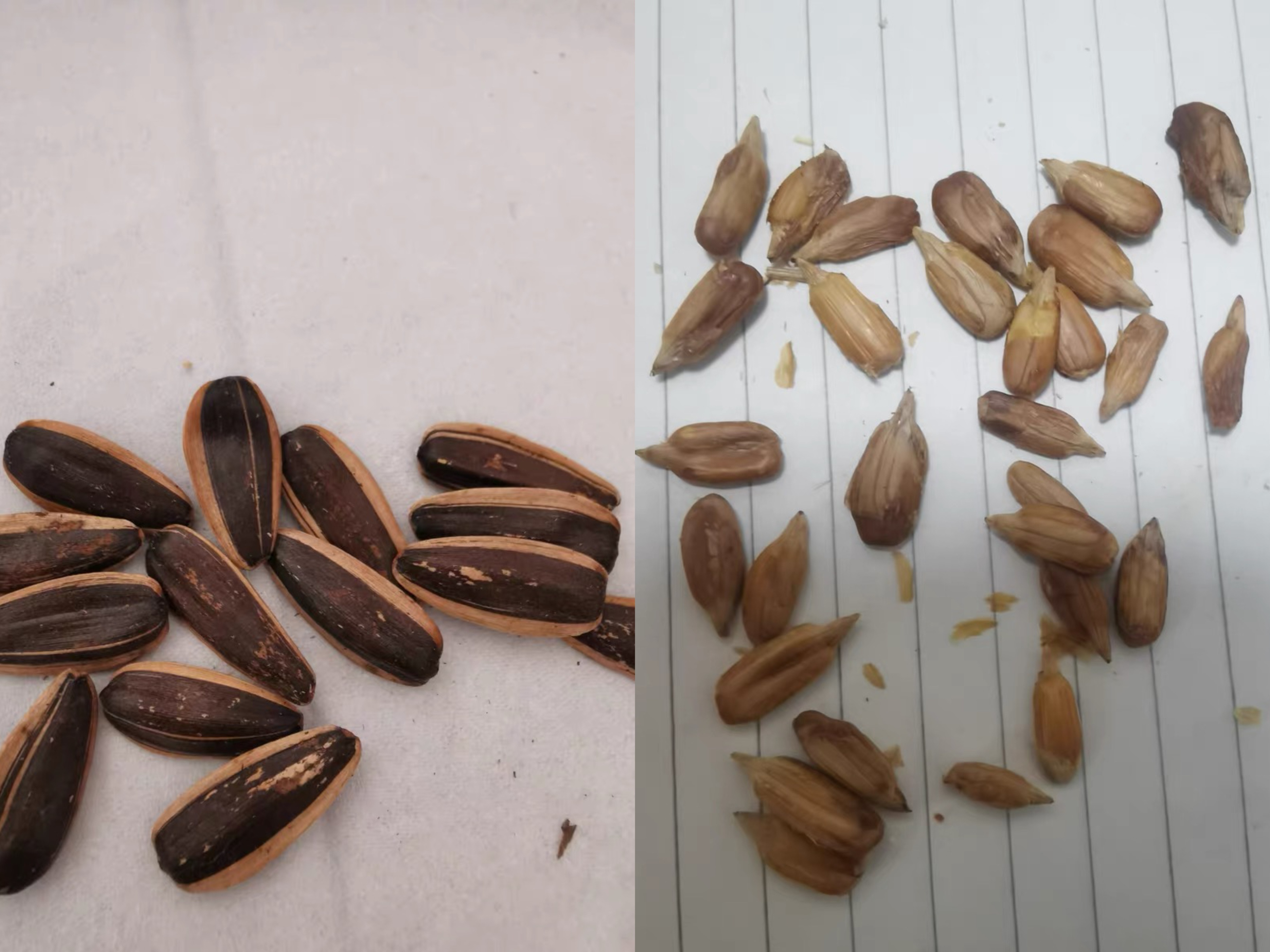 洽洽放假时间,大学生放假通知2030