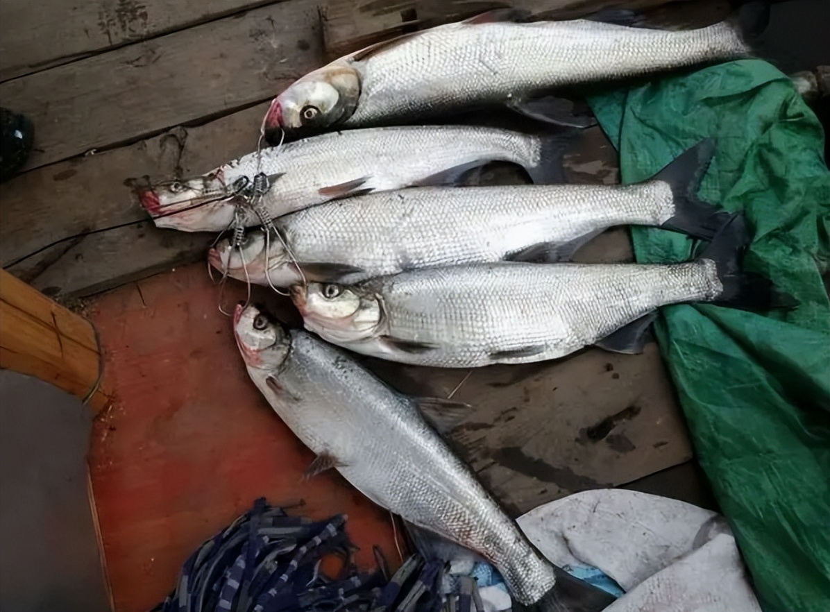 翘嘴鱼有几种哪种最长,野生翘嘴鱼最大有多大