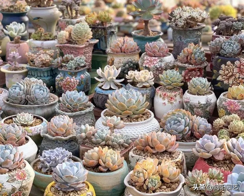 多肉植物有市场前景吗,多肉还能赚钱吗