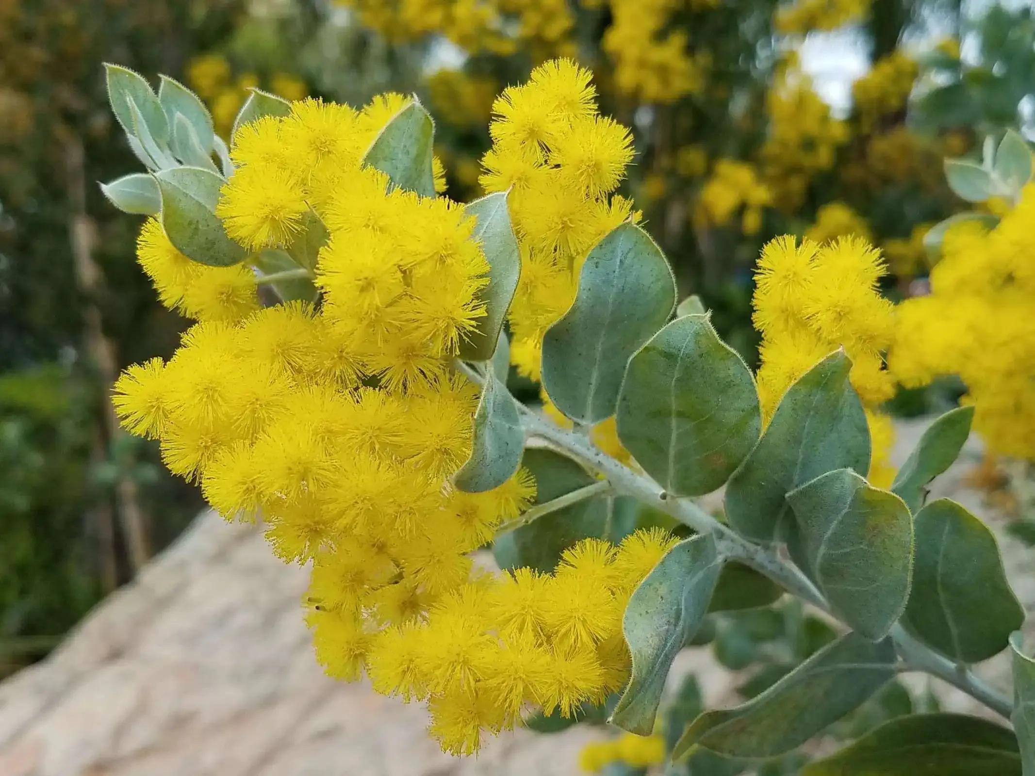 十大名花花卉,国画花卉图片大全