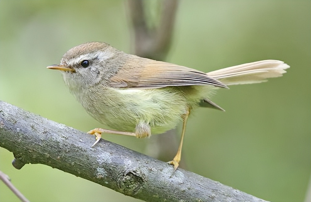 50张最佳鸟类摄影作品,鸟儿大全大图