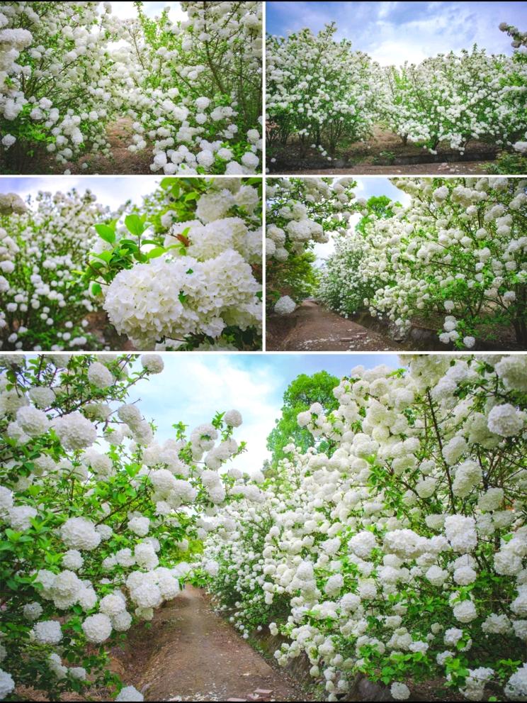 赏花黄花风铃木成都,成都绣球花打卡地