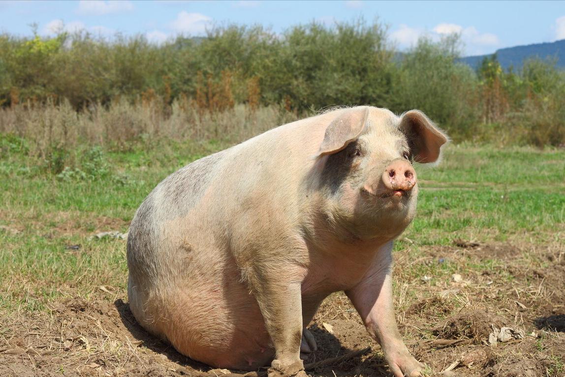 猪传染性胸膜肺炎的治疗与防治,猪传染性胸膜肺炎治疗特效药