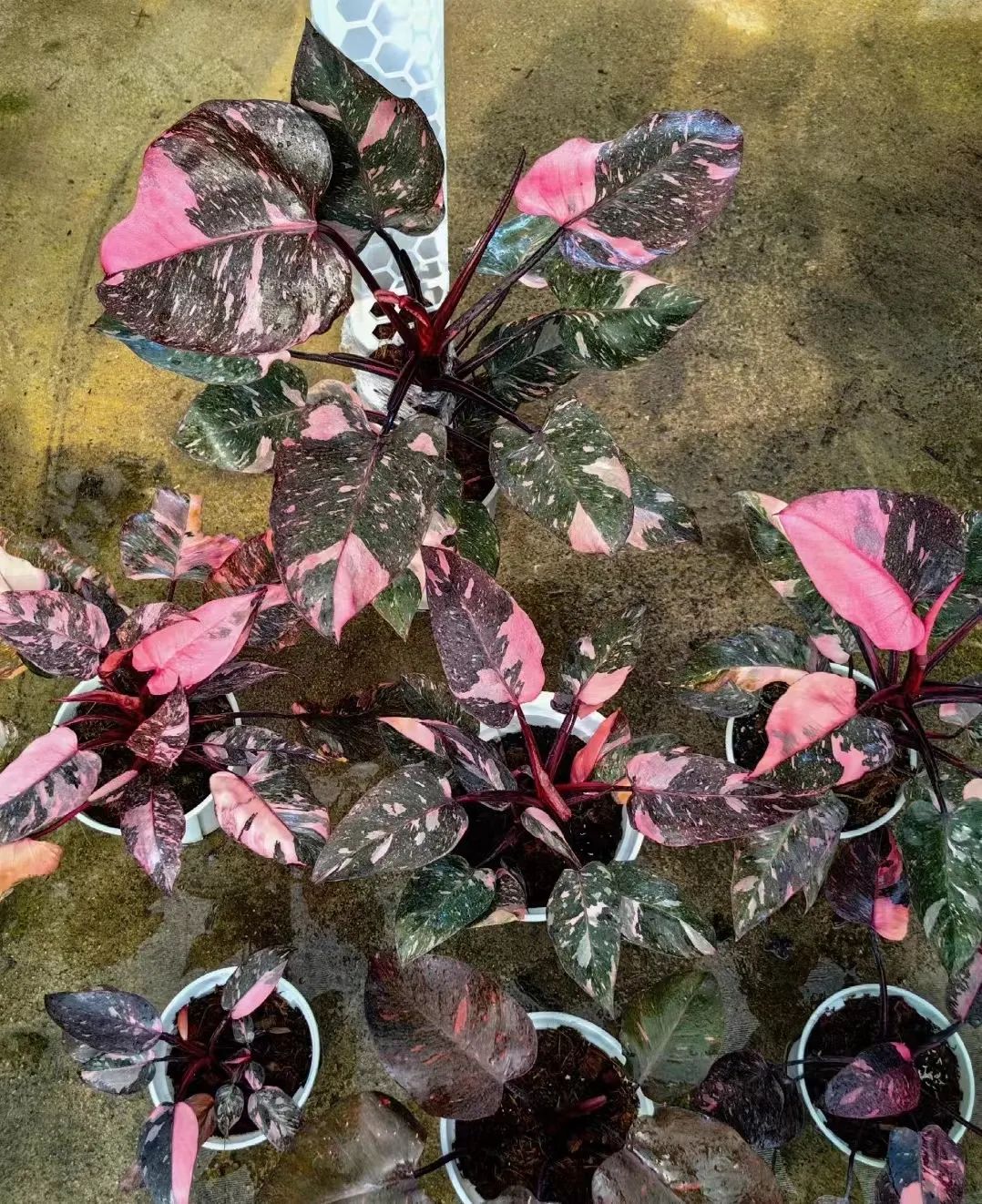 盘点24个常见蔓绿绒品种，叶色靓丽颜值高，总有一款撬动你的心！