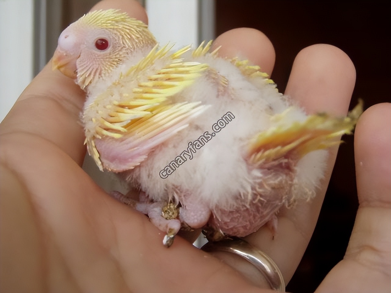 白化配黄化虎皮出什么色,白化和黄化虎皮鹦鹉能生育吗