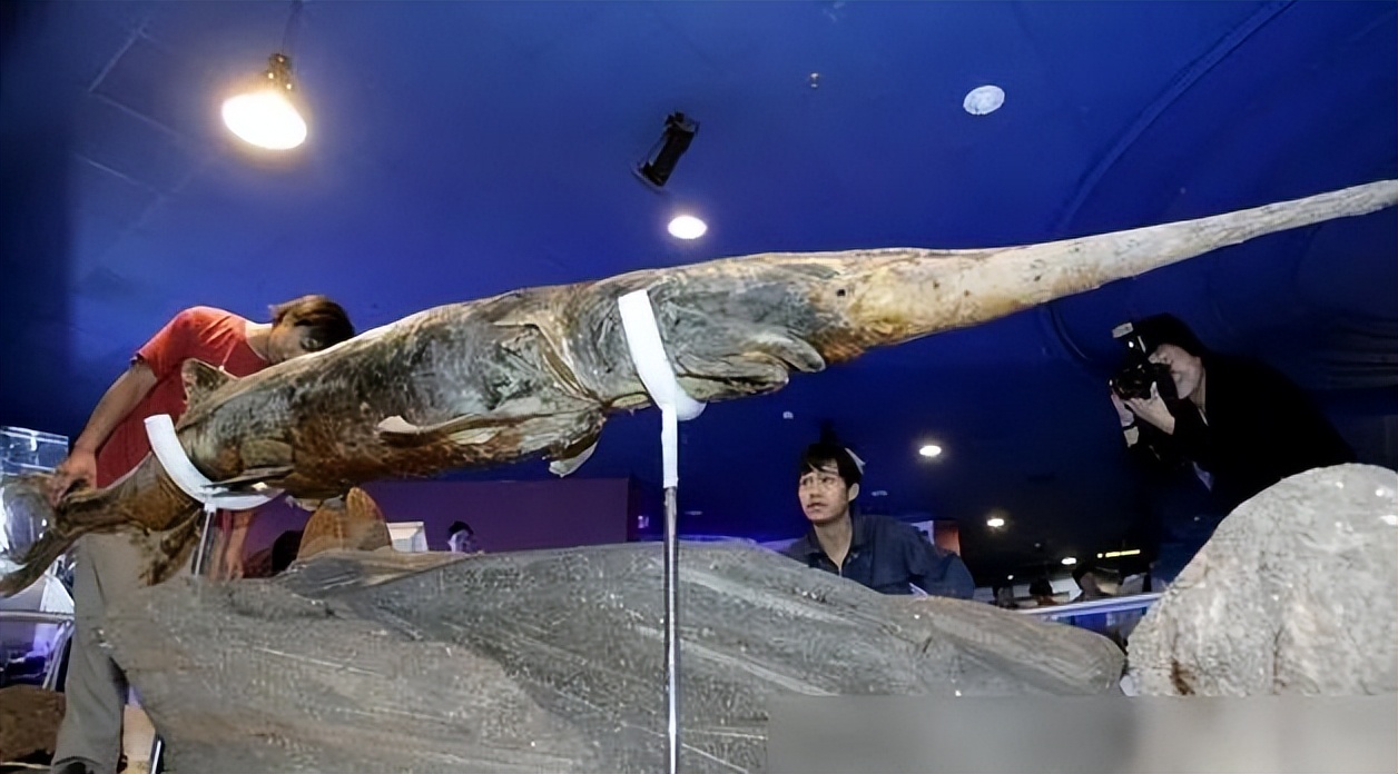 钓鱼人必知的鱼类,钓鱼人钓到哪些超级大的鱼