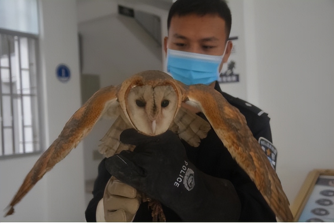 仓鸮，美如画——白衣似雪，夜袭如风