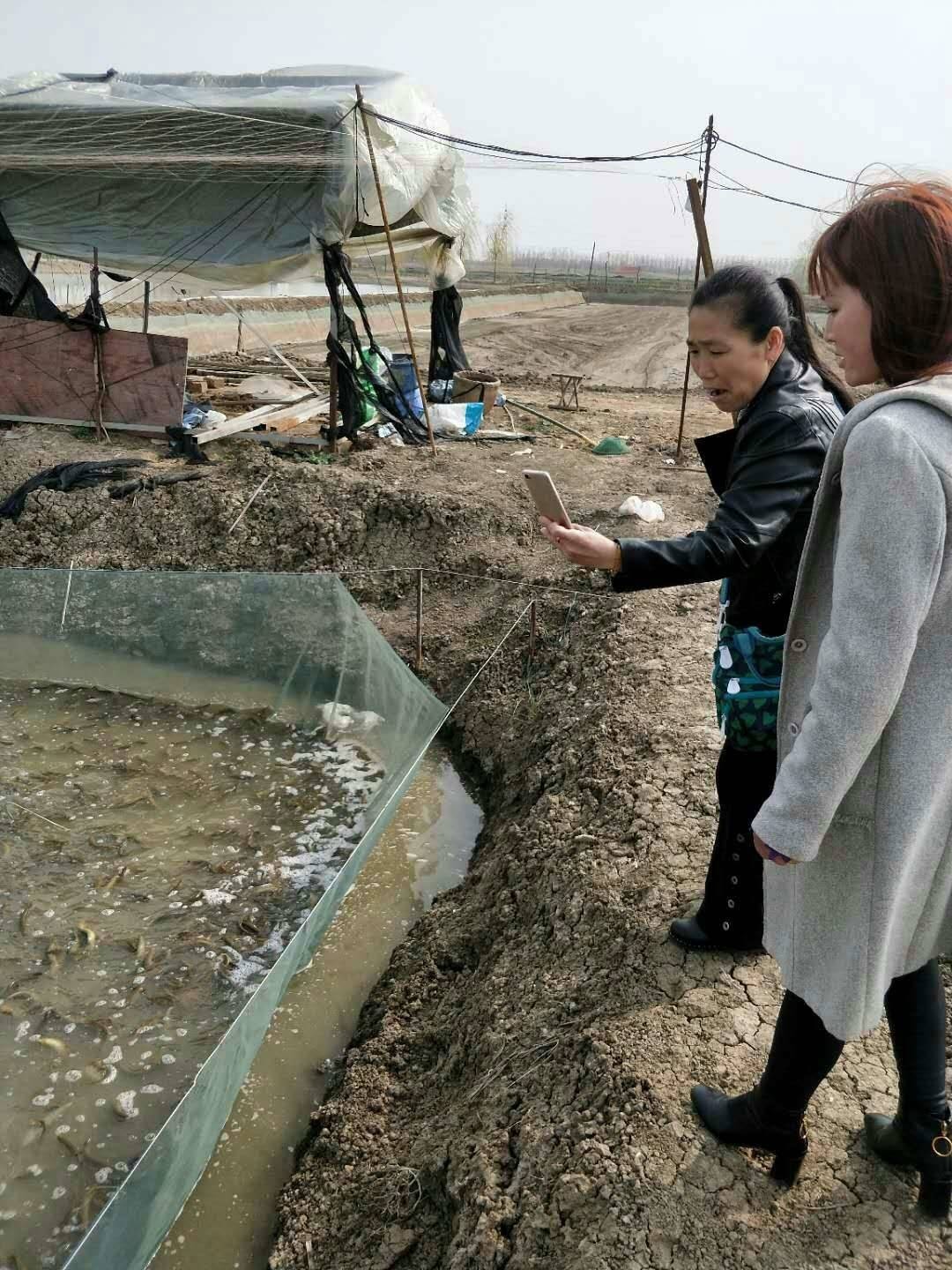 泥鳅养殖病害防治方案,养殖泥鳅易出现的病害