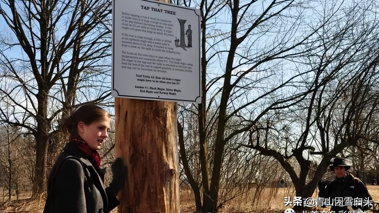 种啥树一亩竟赚10多万,一亩地种60棵树的株距和行距