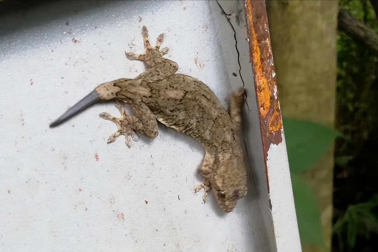 家里壁虎断尾好不好,壁虎进屋十大预兆壁虎会咬人吗