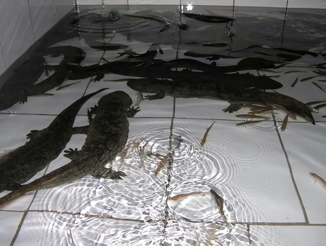 大鲵选育研究和病毒疫苗研发