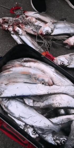 婀栧寳娉ラ硡鎵撶獫琚姄,婀栧寳娉ラ硡琚姄