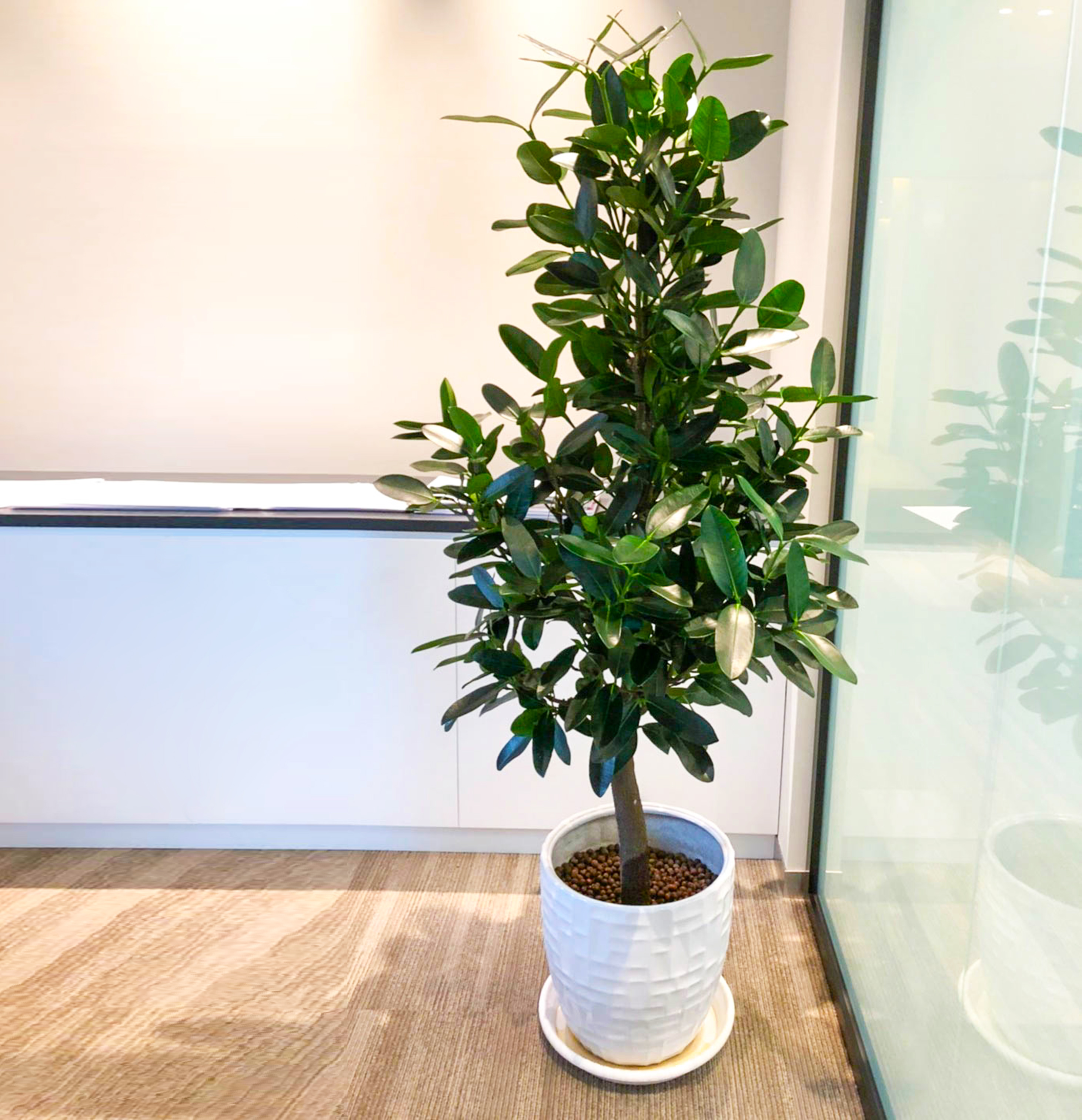 巴西木树好不好养,巴西木养的时间长了为什么要黑腐