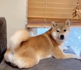 带福气吉祥好运的狗名字,不同颜色的狗都代表什么运气