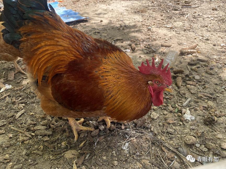 乡愁南阳,家乡南阳