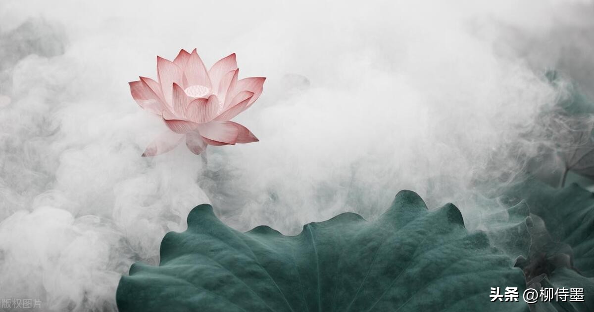 荷花摄影拍摄教程,荷花如何拍照拍出高级感