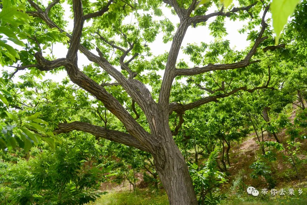迁西板栗全球认养,迁西县板栗树