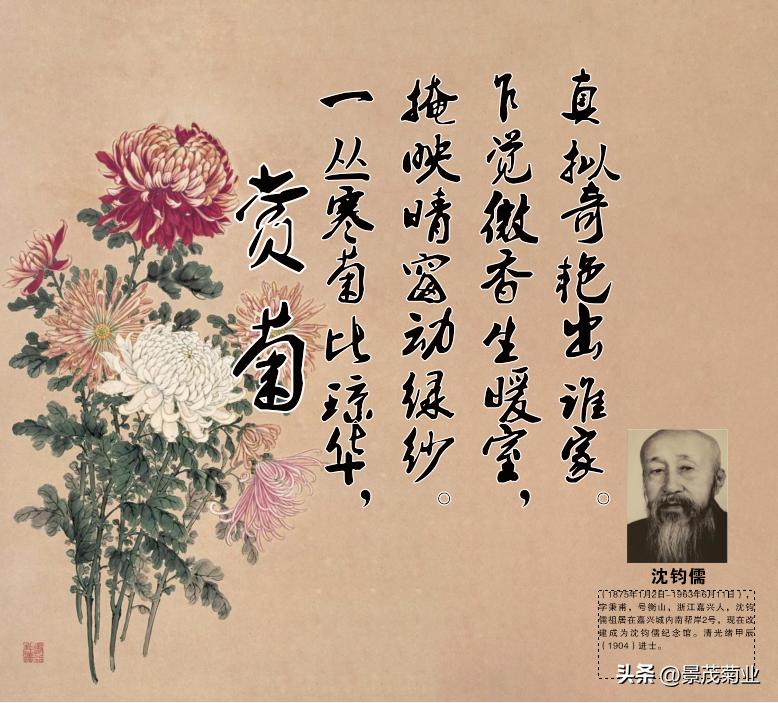 菊花文化常识大全,关于菊花的一些文化