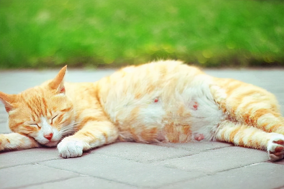 猫咪怀孕的特征的表现,猫咪怀孕的特征有哪些