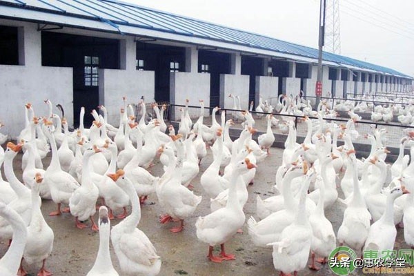 鹅生软壳蛋吃什么药,鹅下软壳蛋最快的解决方法