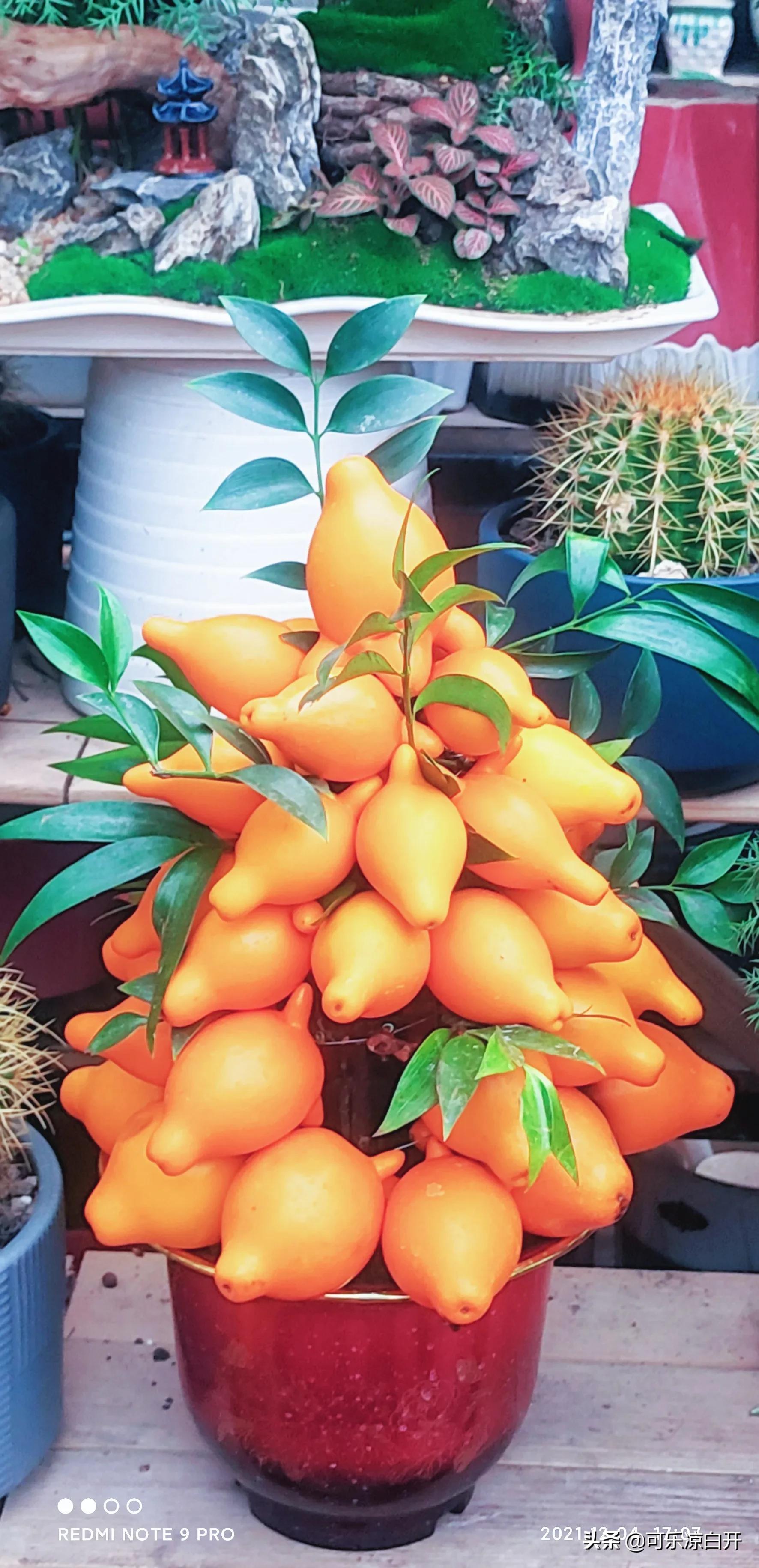 咸阳东风路秦苑花卉市场,咸阳文兴路花卉市场狗市怎么走