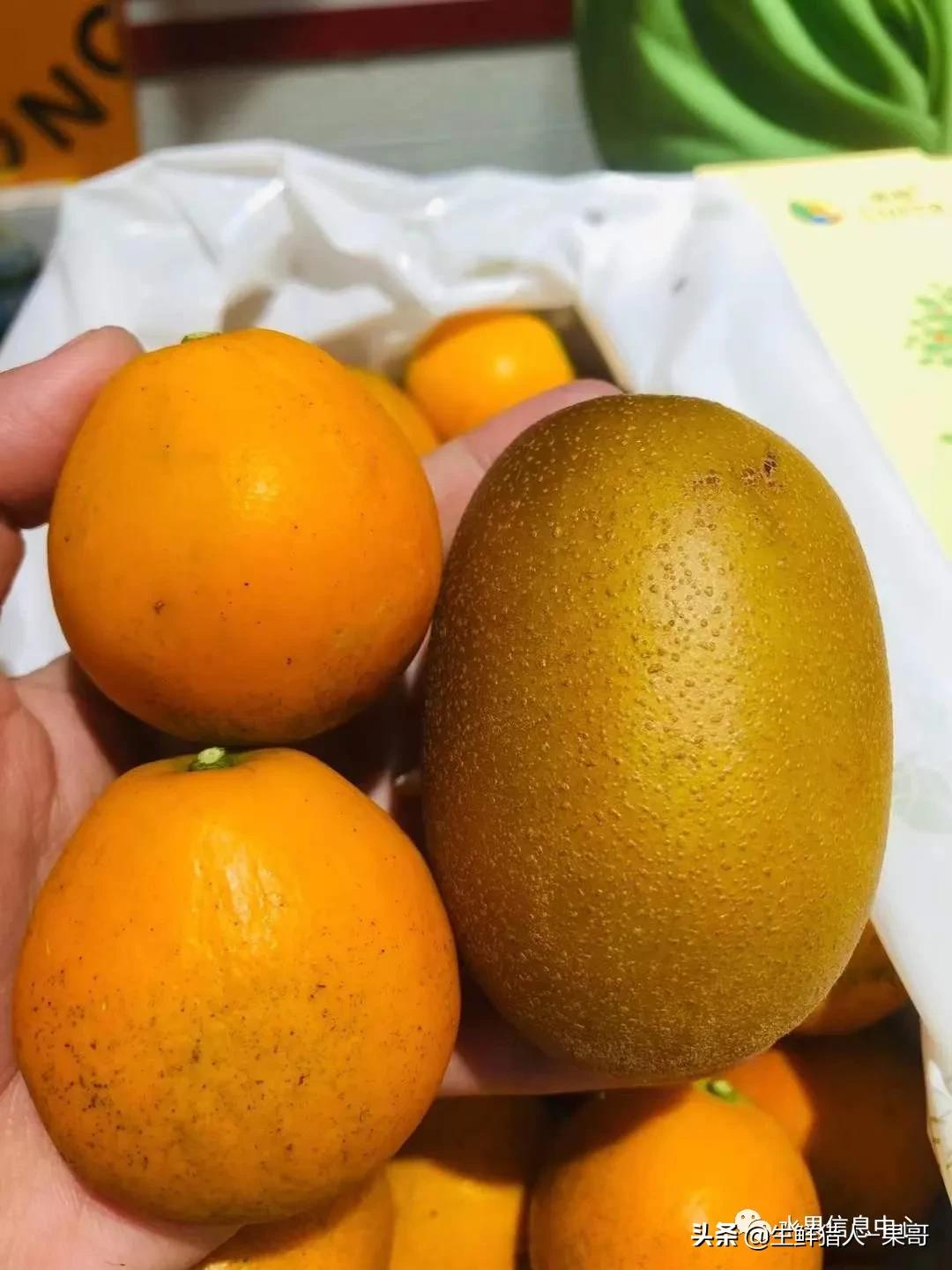 正宗广西融安脆蜜滑皮金桔,融安滑皮金桔和融安脆皮金桔区别