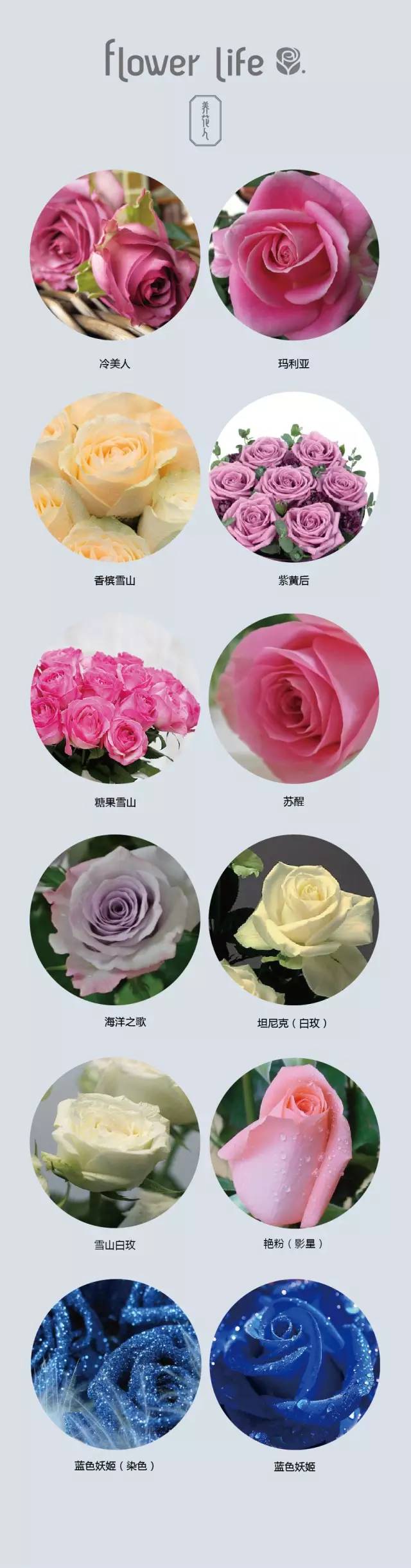 100种花店常用鲜花茉莉,花店常用鲜花大全