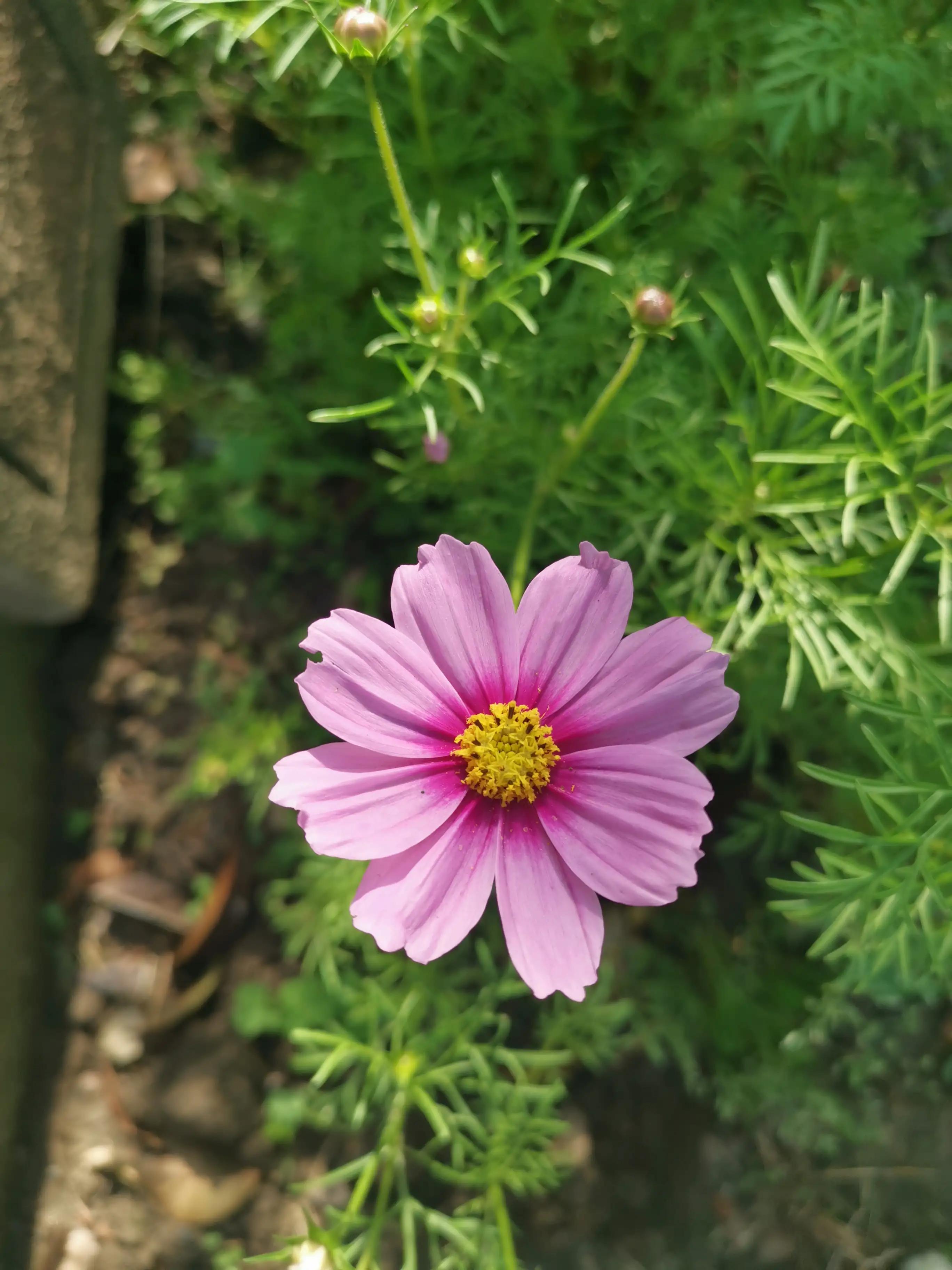 小锄头和菜刀,小锄头与大锄头