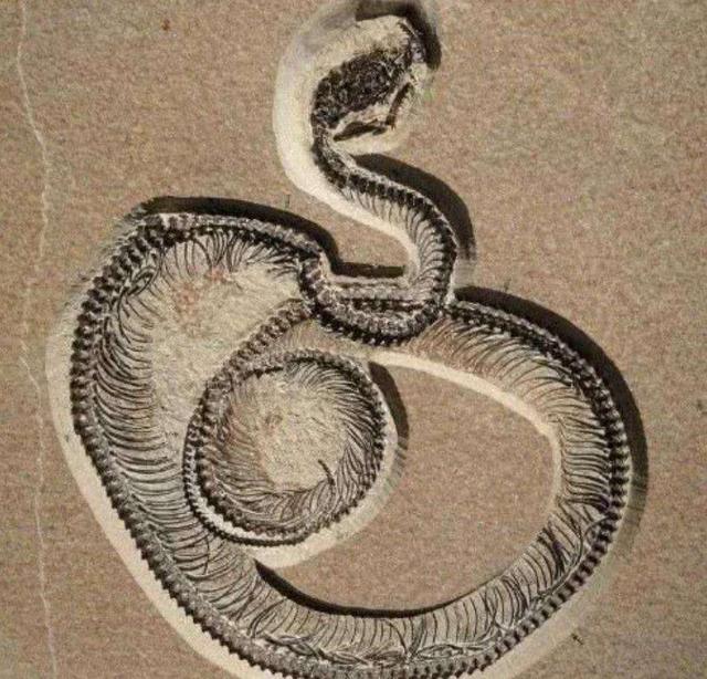 蛇不怕雄黄它究竟怕什么呢,蛇不怕雄黄粉而怕什么