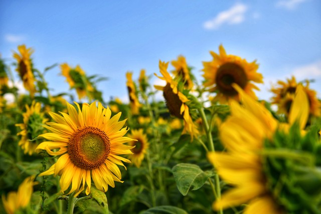 高中英语必修一u5语法精讲,高中英语必修一u3单词朗读