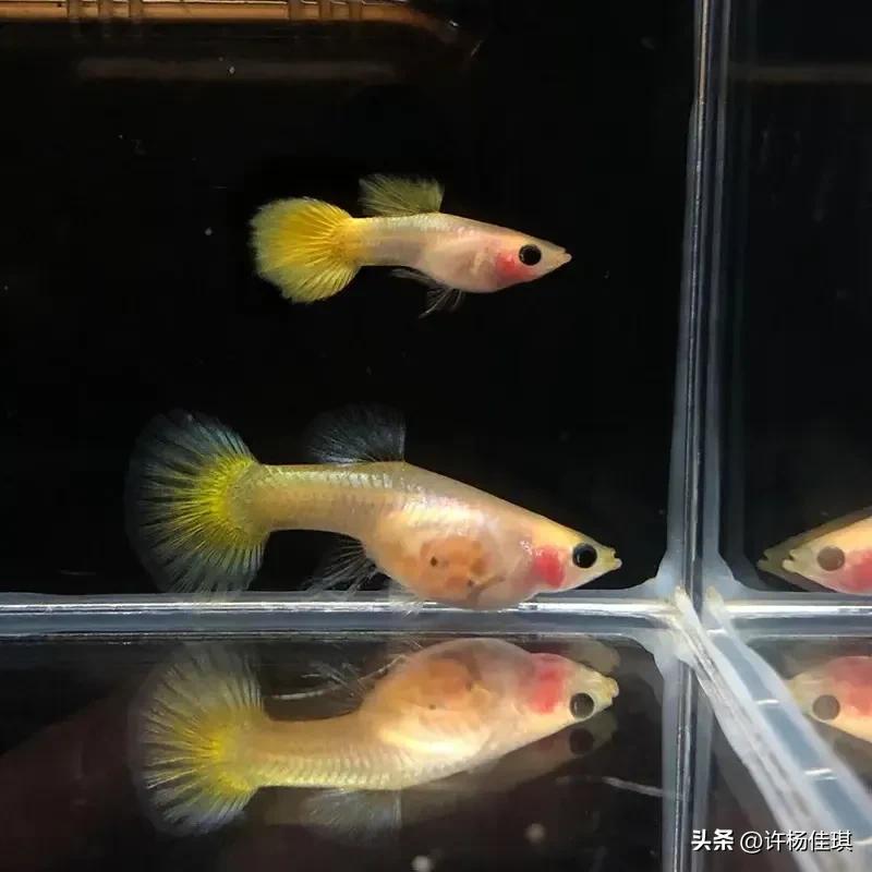 孔雀鱼品种详细介绍大全附图,最能繁殖的孔雀鱼是哪种品种