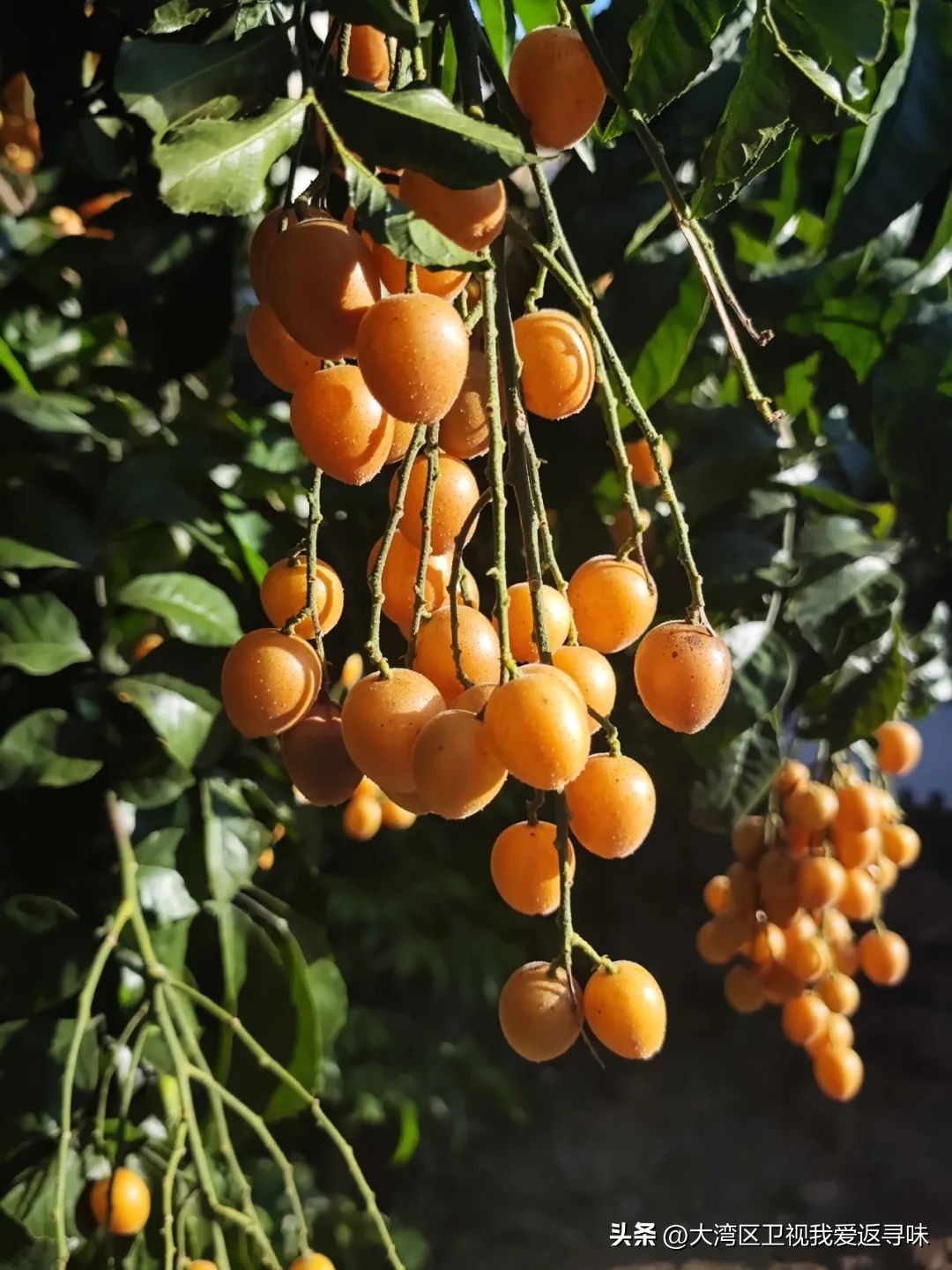 一身“正气”挡热气，郁南黄皮正当时！