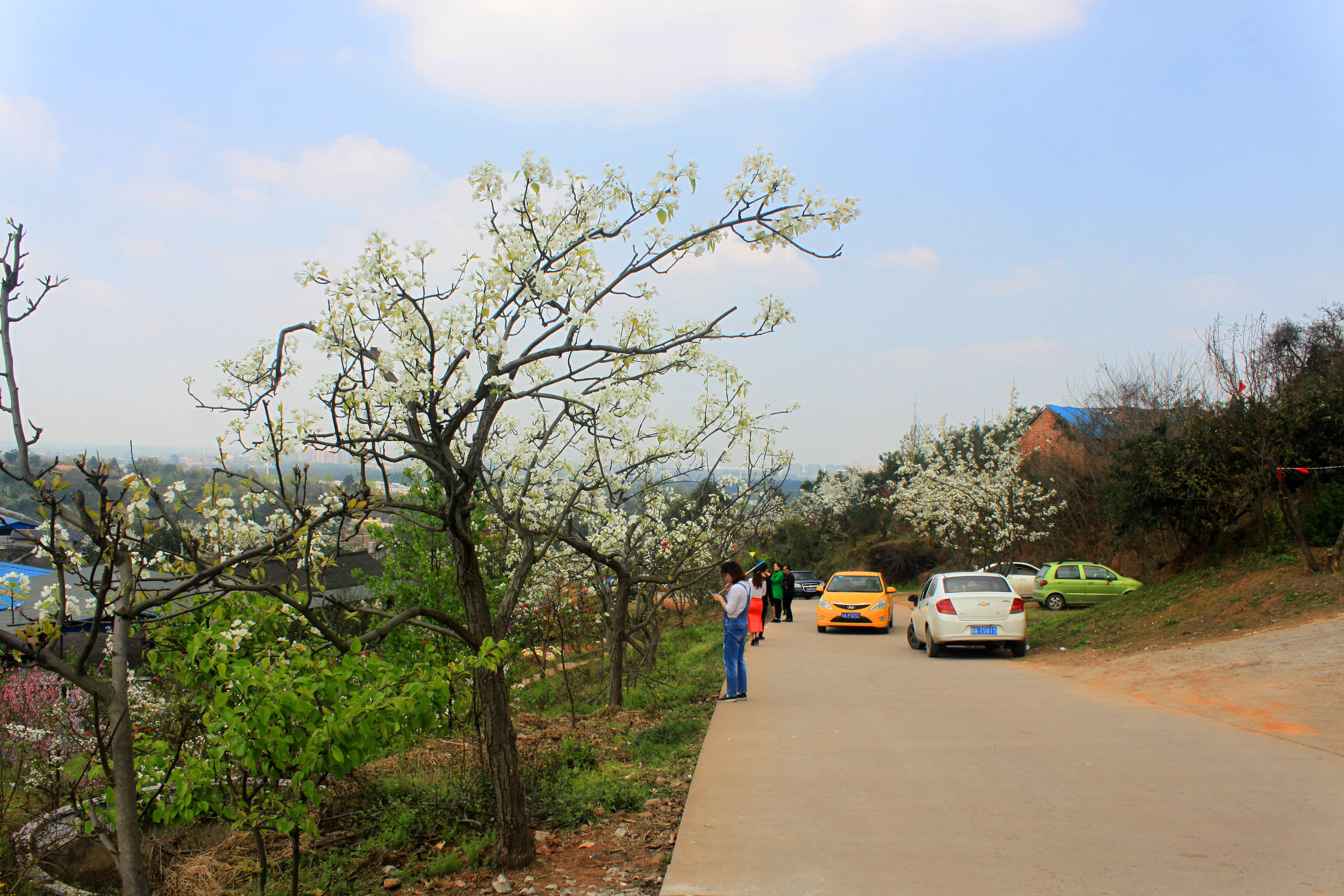 成都周边春季赏花景点推荐,成都赏花景点推荐一下