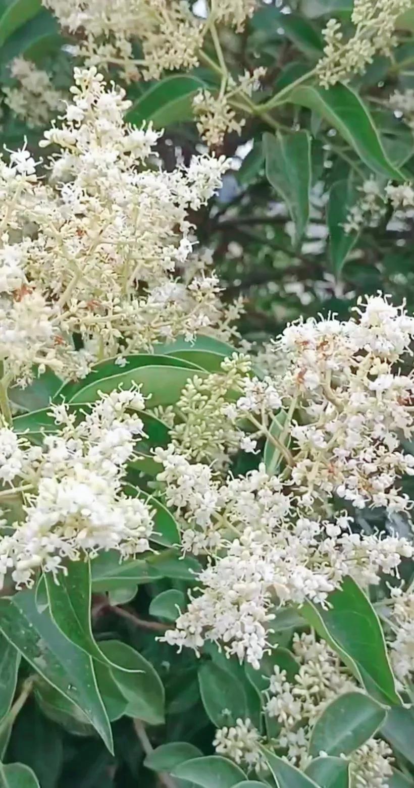 女贞子图片树木,女贞子树彩图