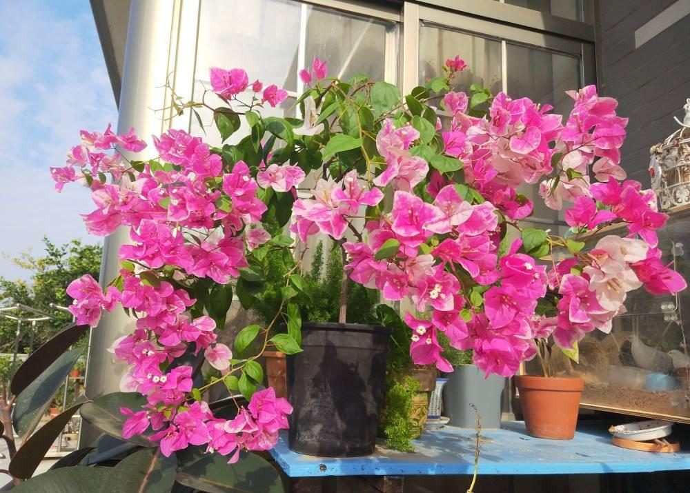 10种公认最好养的花三角梅,十种勤花三角梅