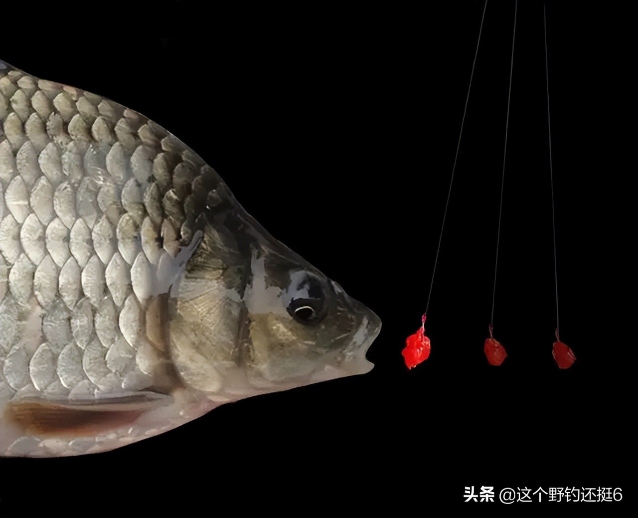 明明有鱼就是不开口怎么解决,有鱼不开口怎么办