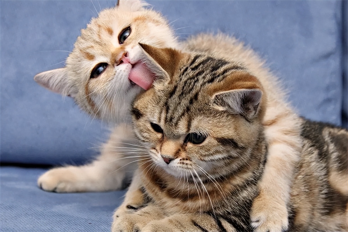 普安特猫咪打喷嚏药,普安特猫咪感冒宠物药